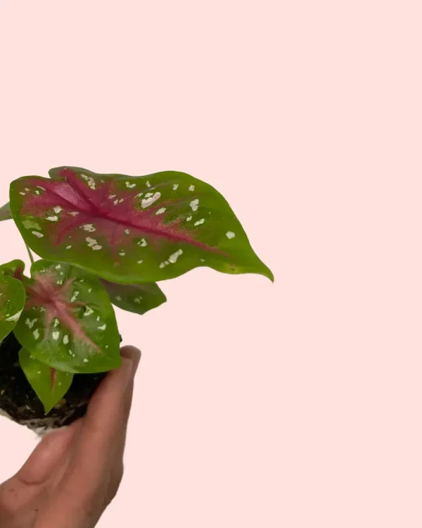 Caladium Casey hoja