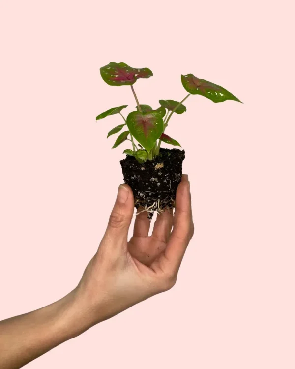Caladium Casey mini