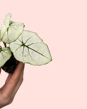 Caladium Kelly white hojas