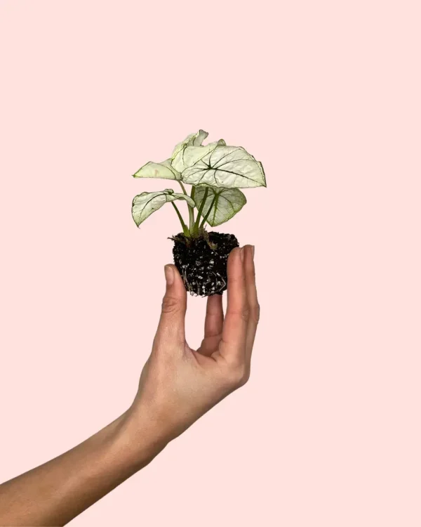 Caladium Kelly white mini