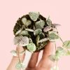 Ceropegia-Wodii-variegada-hojas