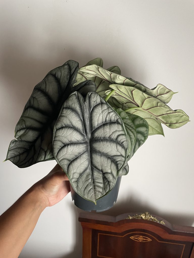 Imagen #1 de Melanie Moreno