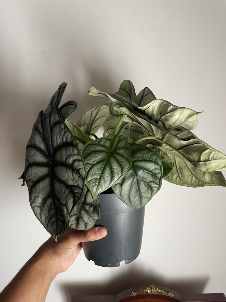 Imagen #2 de Melanie Moreno