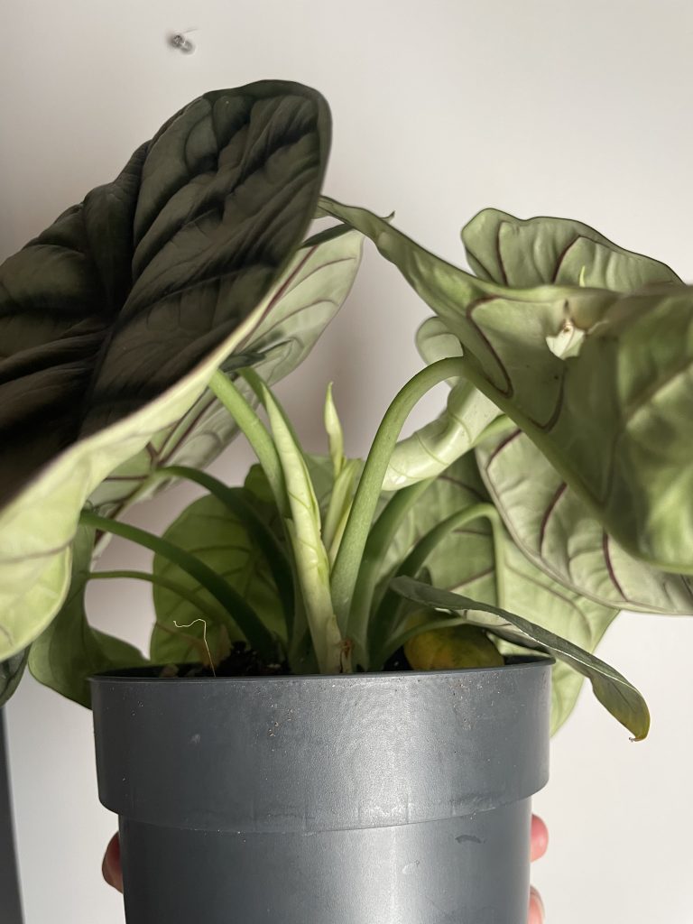 Imagen #3 de Melanie Moreno