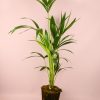 Palmera-kentia