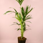 Palmera-kentia