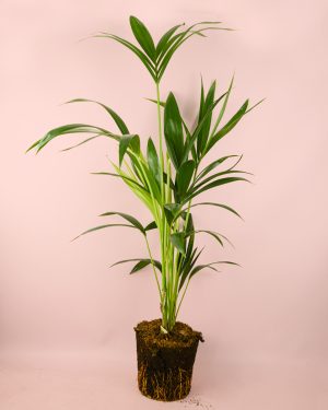 Palmera-kentia