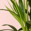 Palmera-kentia-hoja