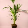 Palmera-kentia-planta