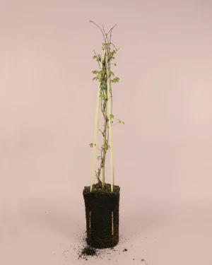 akebia-quinata