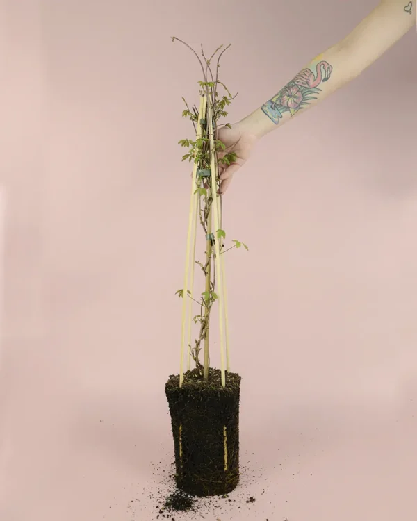 akebia-quinata-planta