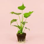alocasia-cucullata