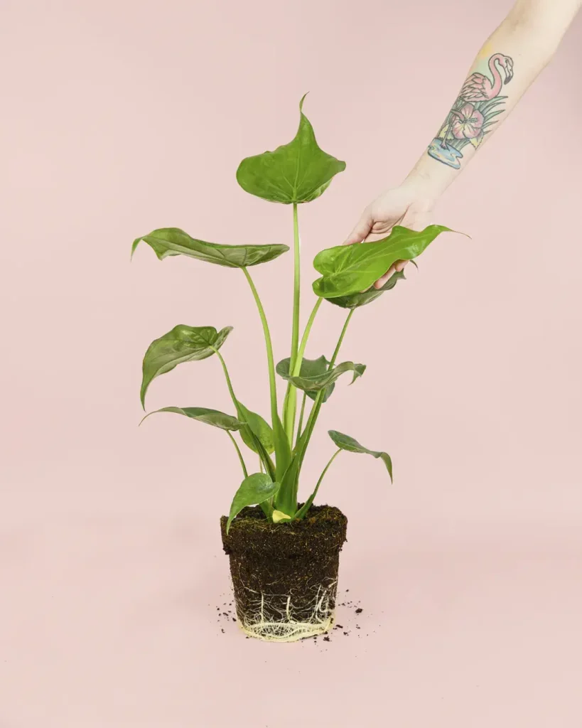 alocasia-cucullata-planta