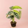 alocasia-silver-dragon