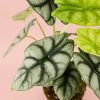alocasia-silver-dragon-hoja