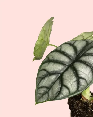 alocasia-silver-dragon-hoja