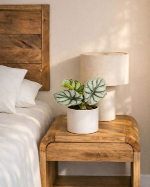 alocasia silver dragon m contexto