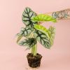 alocasia-silver-dragon-planta