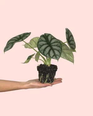 alocasia-silver-dragon-plantamediana