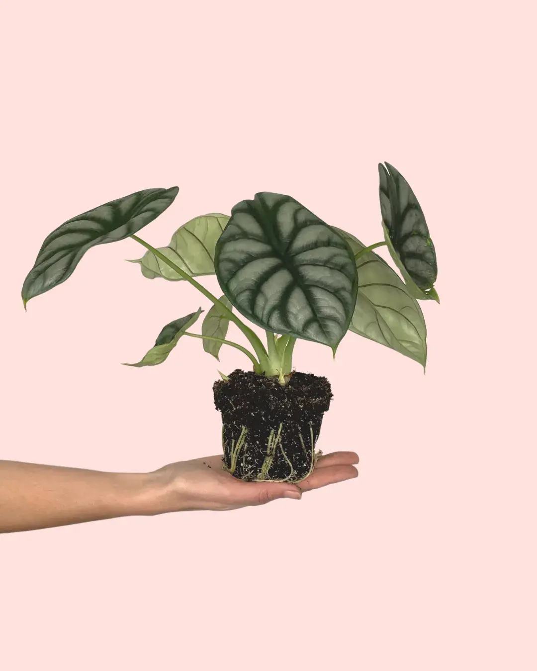 alocasia-silver-dragon-plantamediana
