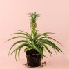 ananas-planta