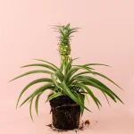 Ananas Planta de la Piña