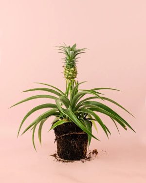 ananas-planta