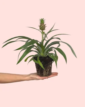 ananasplantapiña