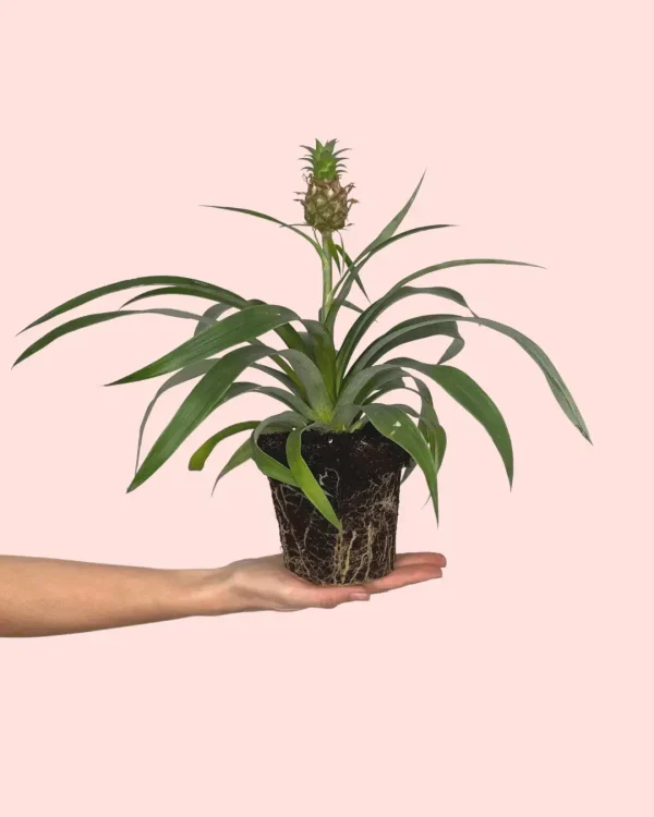 ananasplantapiña