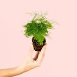 asparagus-plumosos-mini