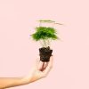 asparagus-plumosos-mini-planta