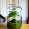 asparagus-plumosus-terrario