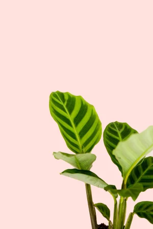 bebe-calathea-zebrina hoja