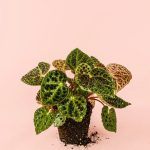 begonia-ferox