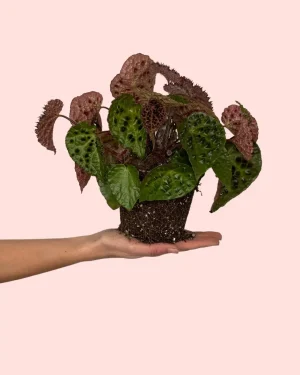 begonia-ferox