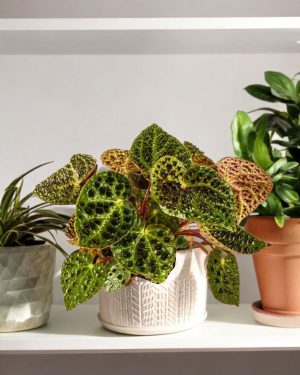 begonia ferox contexto plantas