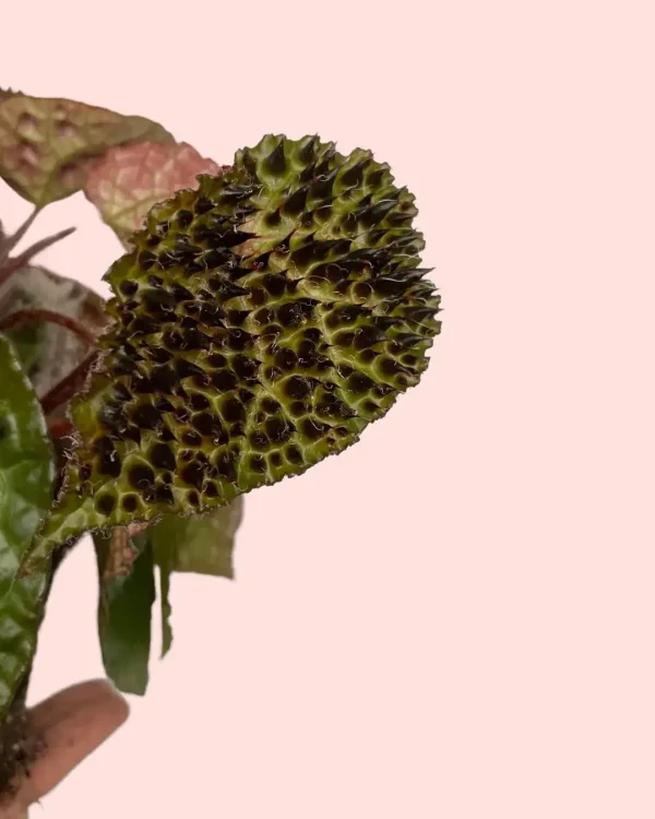 begonia-ferox-hoja