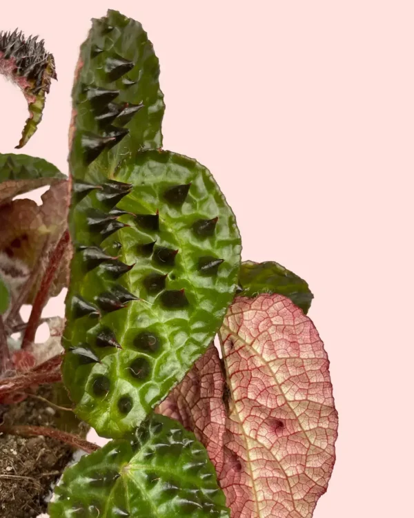 begonia-ferox-hoja-textura