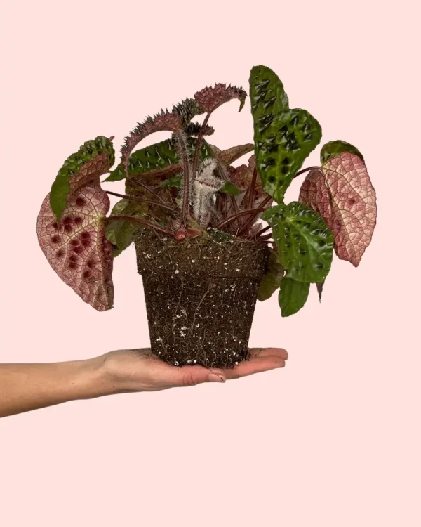 begonia-ferox- mediana