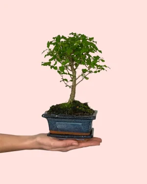 bonsai
