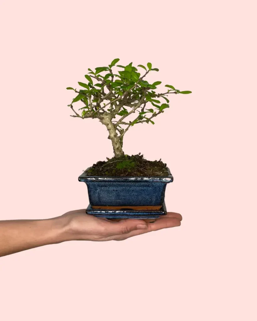 bonsai-arbol