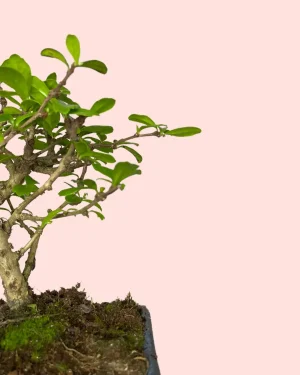 bonsai-hojas