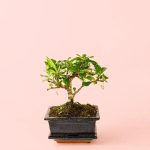 bonsai-mix