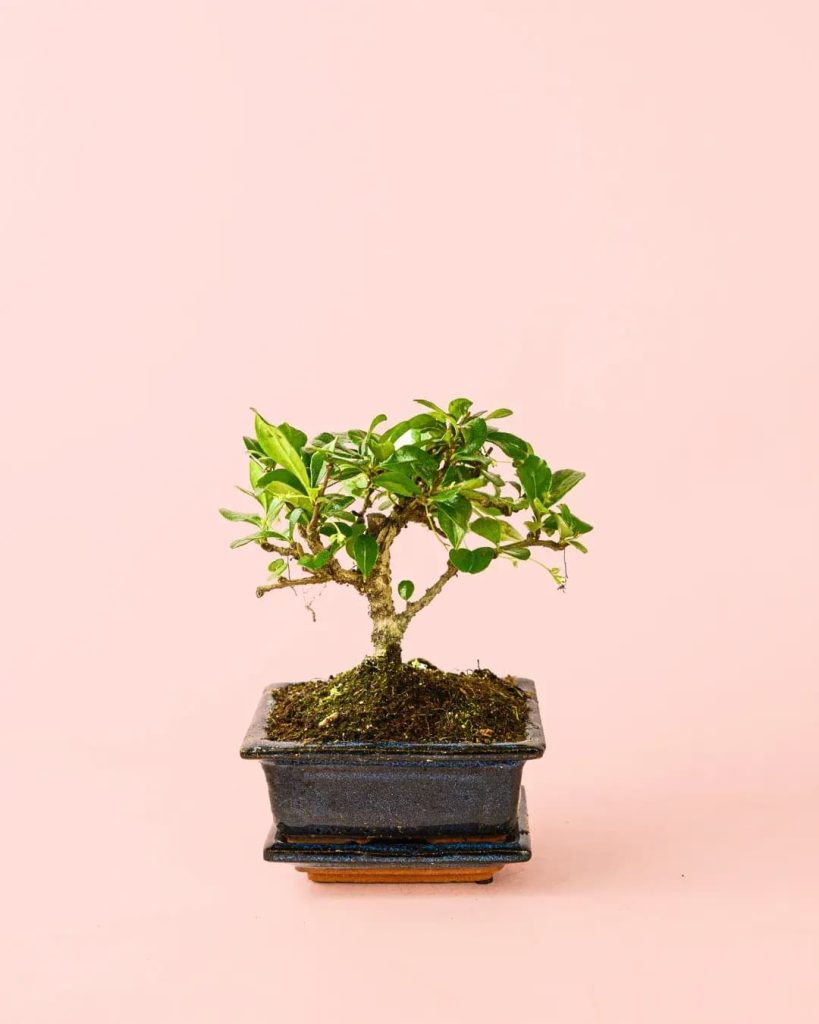 bonsai-mix