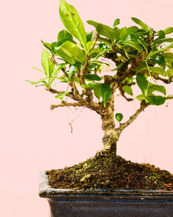 bonsai-mix-arbol