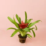 Bromelia Guzmania