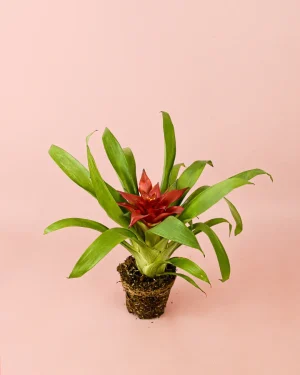 bromelia