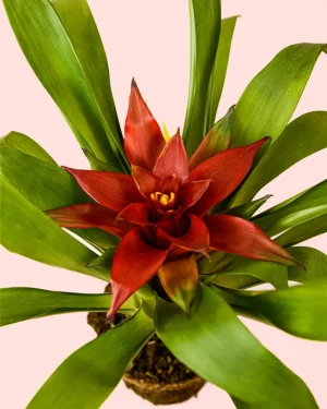 bromelia-flor