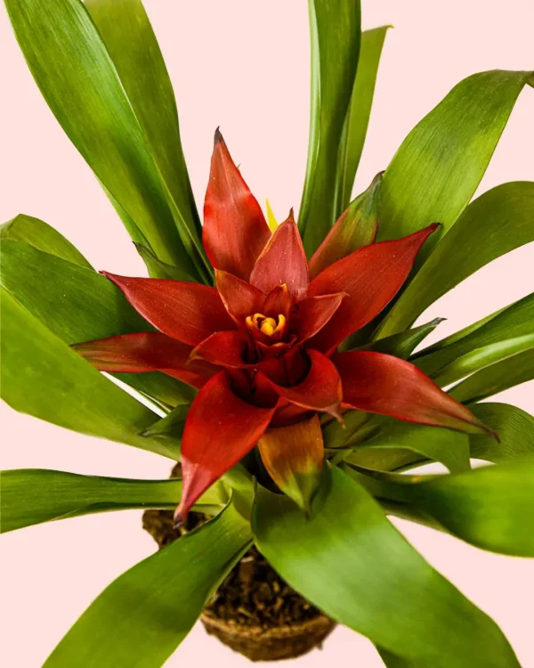 bromelia-flor
