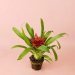 bromelia-guzmania